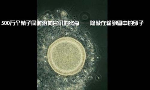 小生命是如何诞生的 超清晰孕育全过程
