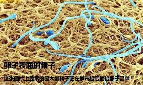 小生命是如何诞生的 超清晰孕育全过程
