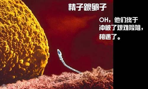 小生命是如何诞生的 超清晰孕育全过程