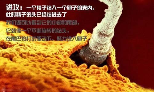 小生命是如何诞生的 超清晰孕育全过程