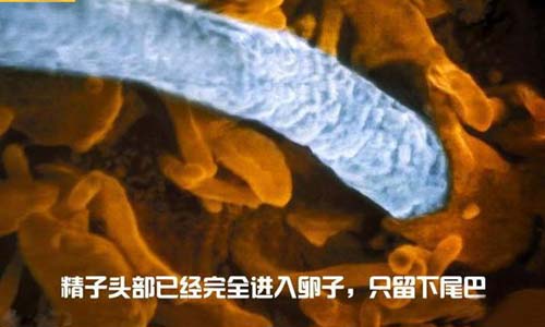 小生命是如何诞生的 超清晰孕育全过程
