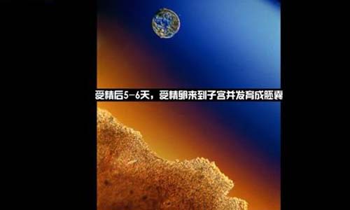 小生命是如何诞生的 超清晰孕育全过程