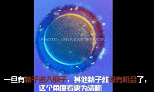 小生命是如何诞生的 超清晰孕育全过程