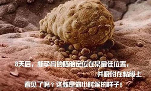 小生命是如何诞生的 超清晰孕育全过程