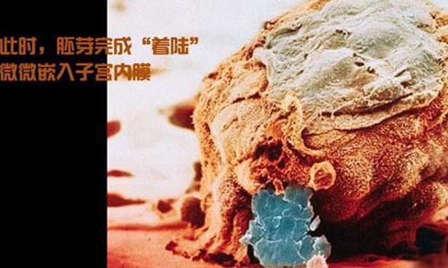 小生命是如何诞生的 超清晰孕育全过程