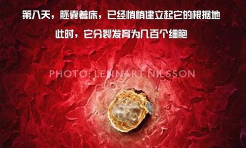 小生命是如何诞生的 超清晰孕育全过程