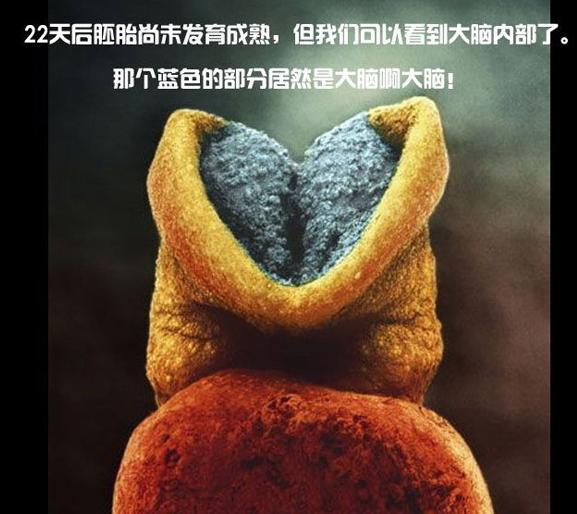 小生命是如何诞生的 超清晰孕育全过程