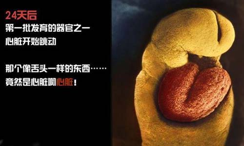 小生命是如何诞生的 超清晰孕育全过程