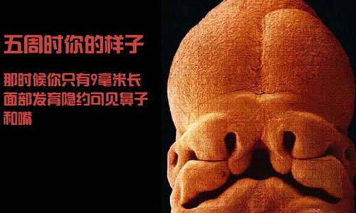 小生命是如何诞生的 超清晰孕育全过程
