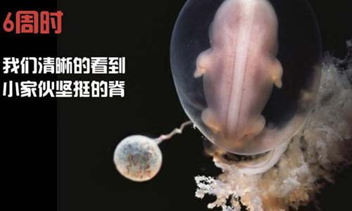 小生命是如何诞生的 超清晰孕育全过程