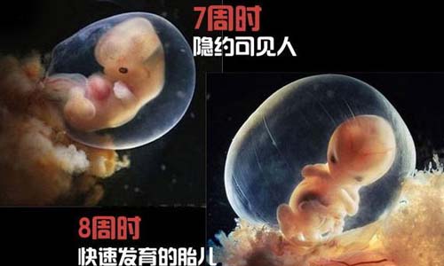 小生命是如何诞生的 超清晰孕育全过程