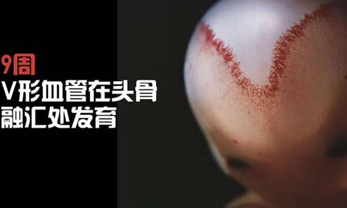 小生命是如何诞生的 超清晰孕育全过程