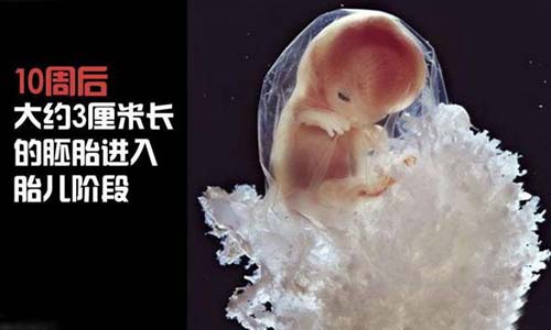 小生命是如何诞生的 超清晰孕育全过程