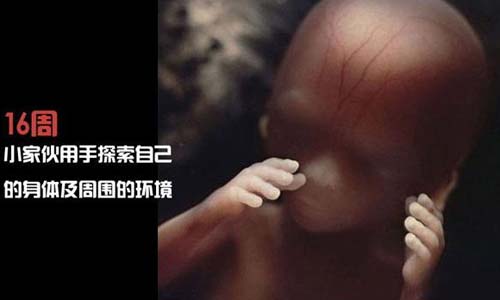 小生命是如何诞生的 超清晰孕育全过程