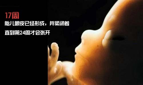 小生命是如何诞生的 超清晰孕育全过程