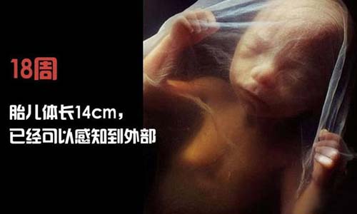小生命是如何诞生的 超清晰孕育全过程