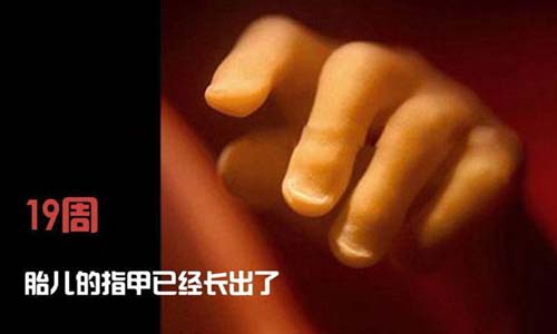 小生命是如何诞生的 超清晰孕育全过程