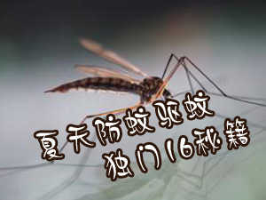 防蚊驱蚊秘籍