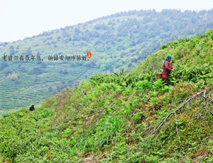 小满养生杂谈