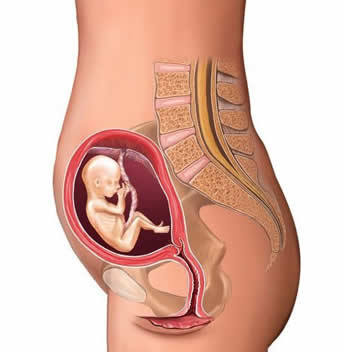 10月怀胎全过程 高清图片10月怀胎全过程 高清图片