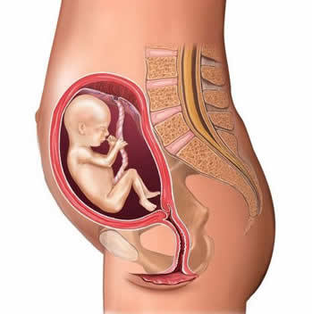 10月怀胎全过程 高清图片10月怀胎全过程 高清图片