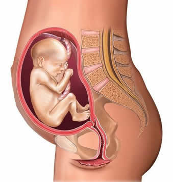 10月怀胎全过程 高清图片