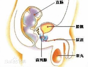 什么是前列腺?前列腺的作用有哪些 什么是前列腺?前列腺的作用有哪些什么是前列腺?前列腺的作用有哪些