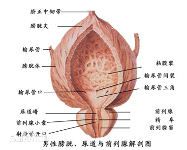 什么是前列腺?前列腺的作用有哪些 什么是前列腺?前列腺的作用有哪些什么是前列腺?前列腺的作用有哪些