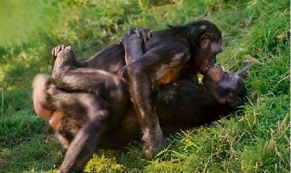 Bonobo：混交的那些事儿Bonobo：混交的那些事儿