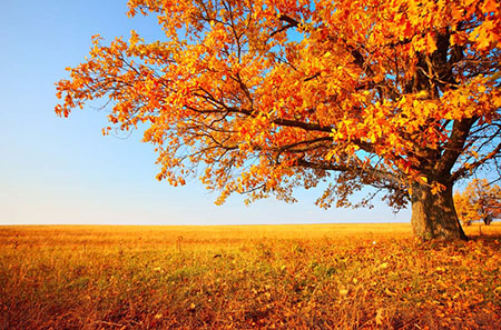 秋季有氧减肥最科学