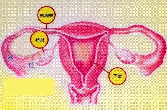 女人是否衰老 看10个部位就知 女人是否衰老 看10个部位就知