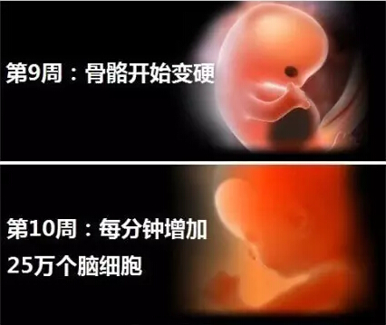 神奇的胎儿出生之旅神奇的胎儿出生之旅