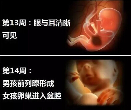 神奇的胎儿出生之旅神奇的胎儿出生之旅