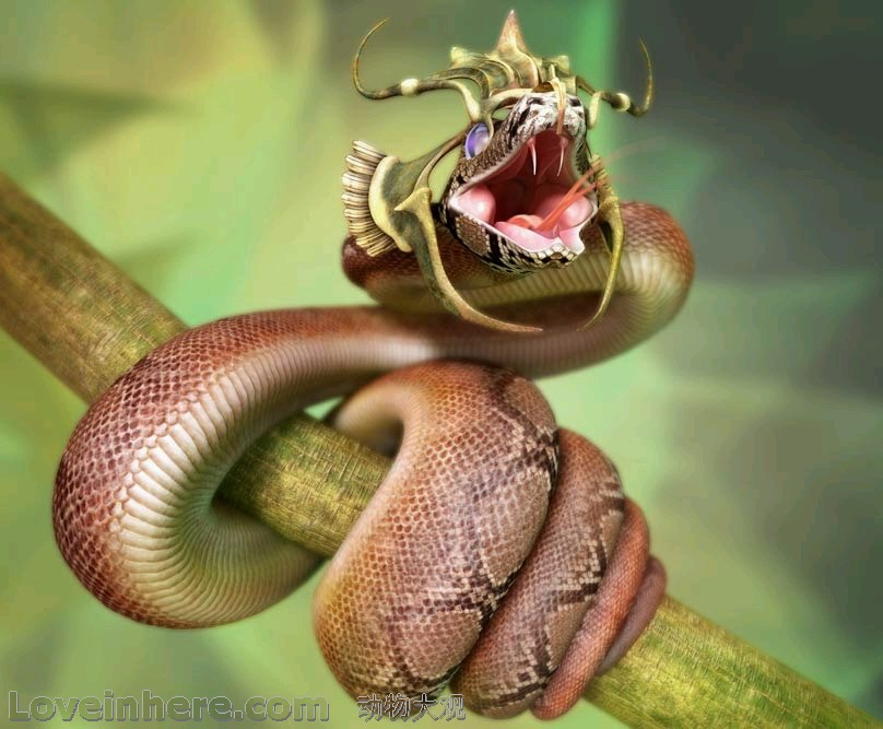 揭秘世界上十大毒蛇的致命指数