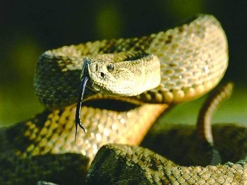 揭秘世界上十大毒蛇的致命指数揭秘世界上十大毒蛇的致命指数