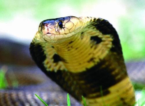 揭秘世界上十大毒蛇的致命指数揭秘世界上十大毒蛇的致命指数