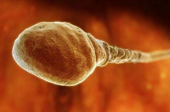 惊人！超高倍显微镜实拍受孕全过程惊人！超高倍显微镜实拍受孕全过程