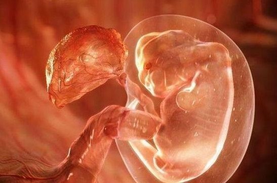 惊人！超高倍显微镜实拍受孕全过程惊人！超高倍显微镜实拍受孕全过程