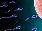 两性探索：精子在女性体内能活多久？