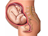 图解孕妇体内胎儿发育全过程(图)