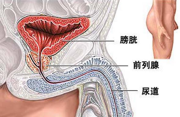 男人前列腺四大功能 内外分泌功能