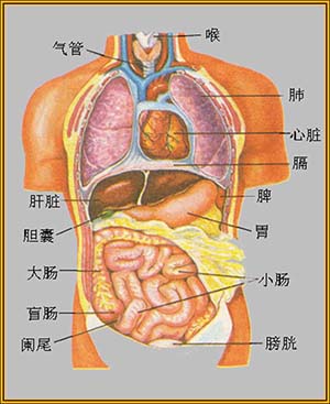 人体什么器官最容易得癌症？