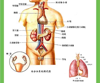 人体什么器官最容易得癌症？
