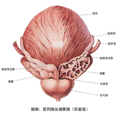 人体什么器官最容易得癌症？