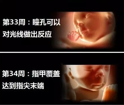 神奇的胎儿宫内40周 绝对震撼你的心灵神奇的胎儿宫内40周 绝对震撼你的心灵