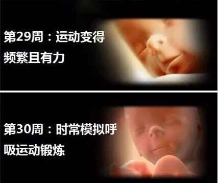 神奇的胎儿宫内40周 绝对震撼你的心灵神奇的胎儿宫内40周 绝对震撼你的心灵