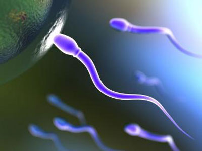 男人一生精子的变化过程