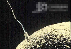 精子和卵子结合 生成胎儿的全过程