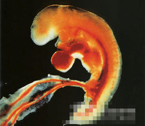精子和卵子结合 生成胎儿的全过程