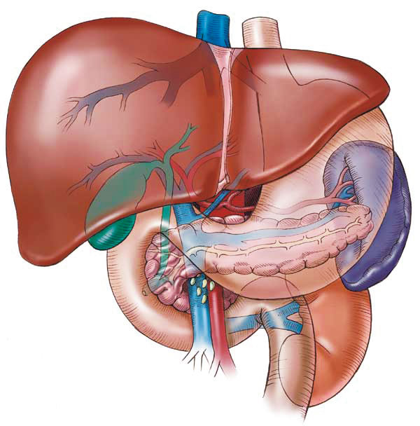 肝胆解剖